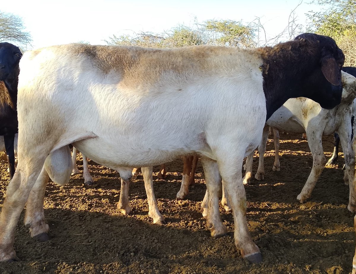 The Pastoralist tweet media