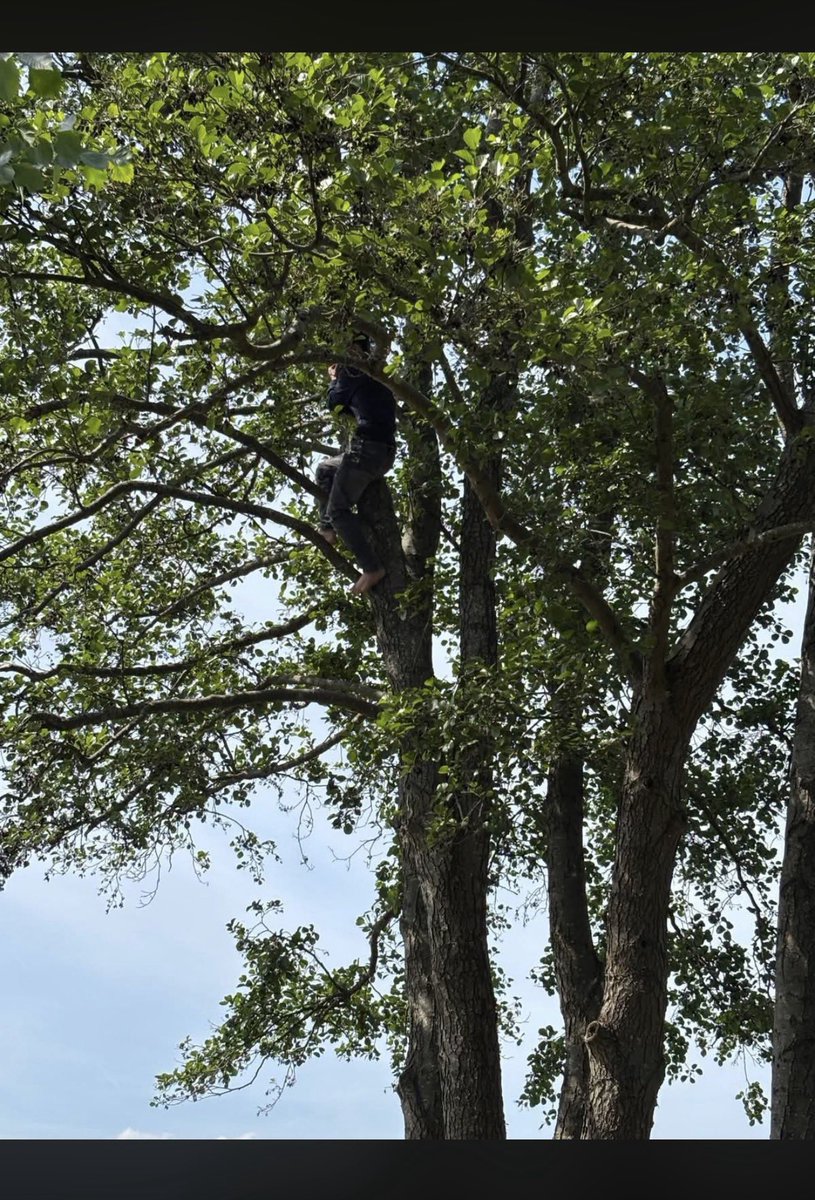 Politie haalt asielzoeker uit boom in Loosdrecht