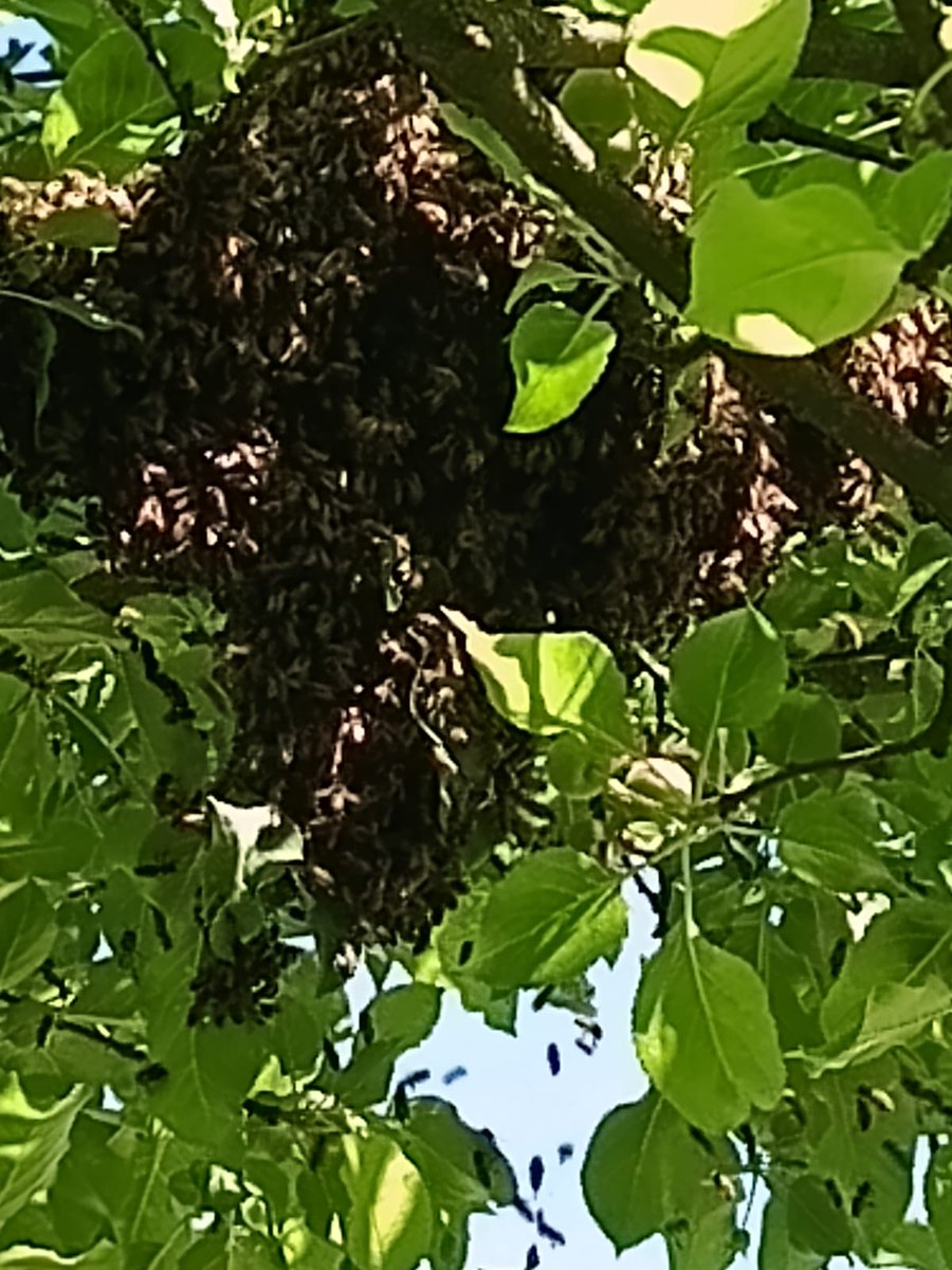 davidhrbac's tweet photo. Tak tomuhle se do bedny v pátek nechtělo. Večer byl zpátky na stromě. Musel jít nakonec i s větví. #včely https://t.co/xoj1UiluOW
