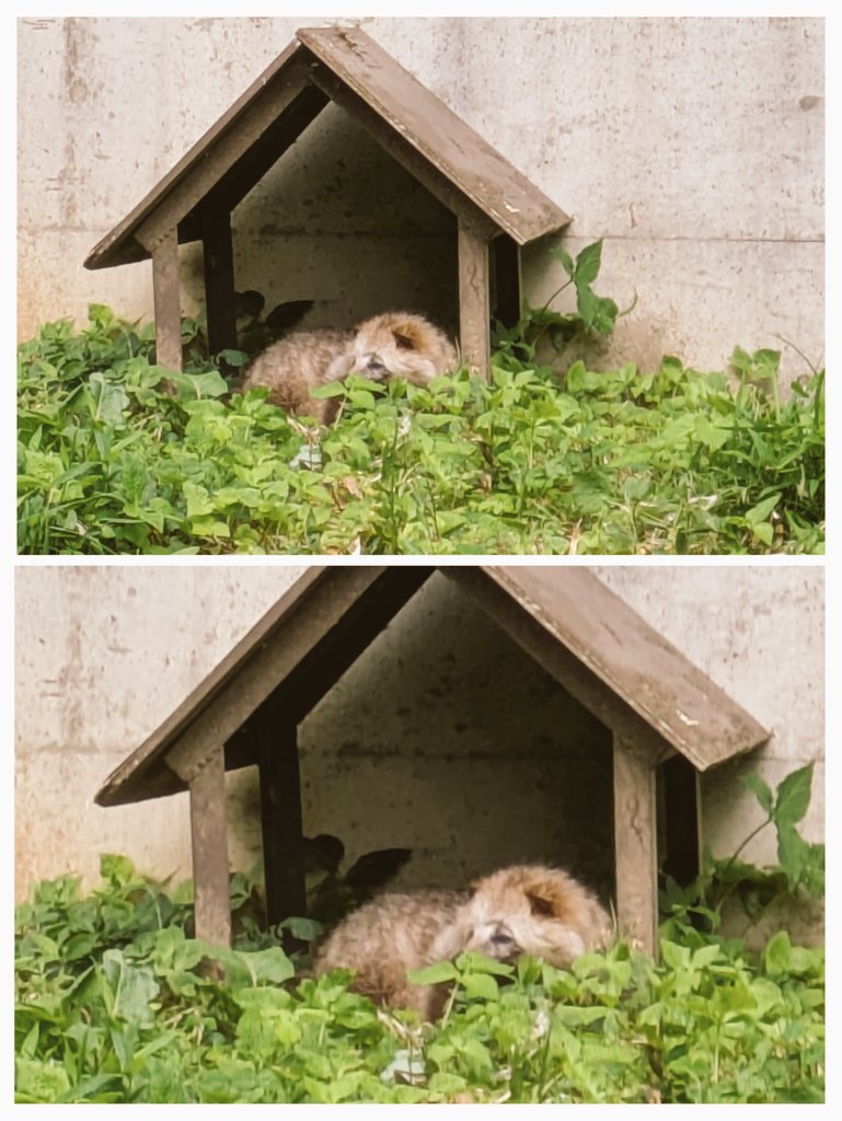 狐と狸🥹💖 🦊(⓿ᴥ⓿ ᐢ )੭