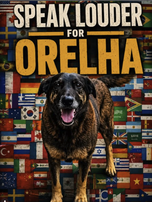 OrelhaJusticeee's tweet photo. JUSTICE FOR $ORELHA https://t.co/OJHnNJnoOK