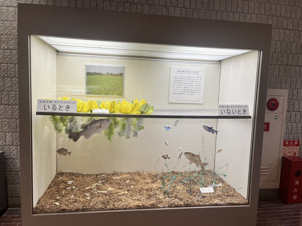 nconfeito's tweet photo. 大阪市立自然史博物館
学生だったときに授業で来て、鳩の種類の展示だけ覚えてるんだけど無かった。全体的にちょっとリニューアルしている印象。前はもっと薄暗かったような。 https://t.co/lk4cybFECz