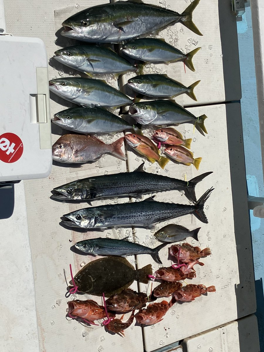 taka_5602's tweet photo. 初の落とし込み釣り。サビキより裸バリにベイトがよくつく謎現象。コツを掴んでからは地合いに爆釣。
サワラ95センチ
ハマチ62センチ
カサゴ33センチ
ヨコスジフエダイ32センチ
#さぶろう丸 https://t.co/ZcqrfRh7oM