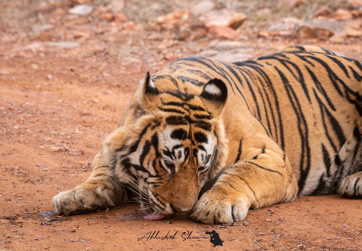 HimalayanMonk_'s tweet photo. Tiger licking soil for minerals at Ranthambhore Tiger Reserve 

#ranthambore #wildworldindia #indiaves https://t.co/W3KsPIxJMe