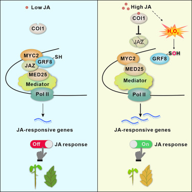 MolecularCell's tweet photo. Online Now: H2O2 sulfenylates GRF8 to facilitate jasmonate signaling by relieving MYC2 inhibition in Arabidopsis https://t.co/7wYOwVeFH2 https://t.co/Fqq7AGKnYY