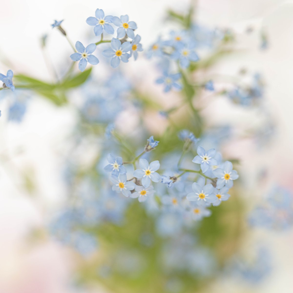 Mirja_Paljakka's tweet photo. In my small garden just now
#flower #photography #tulip #forgetmenots #puutarha #tulppaani #lemmikit #Finland https://t.co/gVxde2r3qA