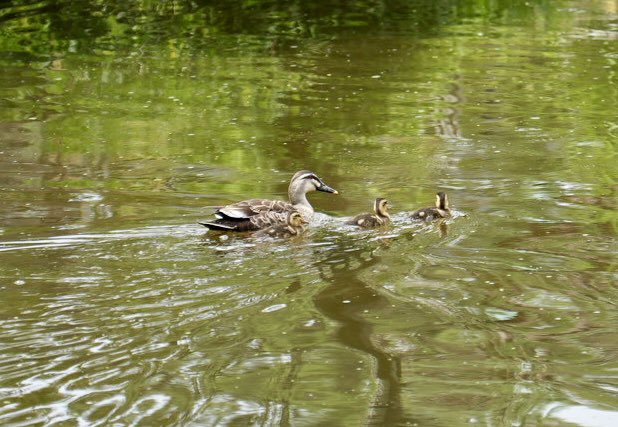 devilfish1115's tweet photo. 今日はカルガモの親子に癒されました🦆 https://t.co/NnkbMP7YPZ