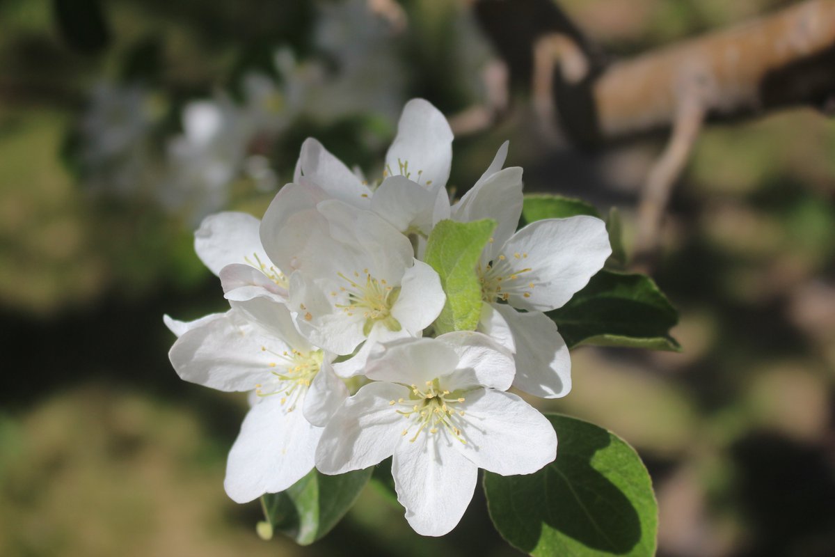MemoryLaneRV's tweet photo. Apple blossom time was short this year but the scent in the garden was as good as ever.  #GardenGrewPeas https://t.co/Y8l2qWuiUv