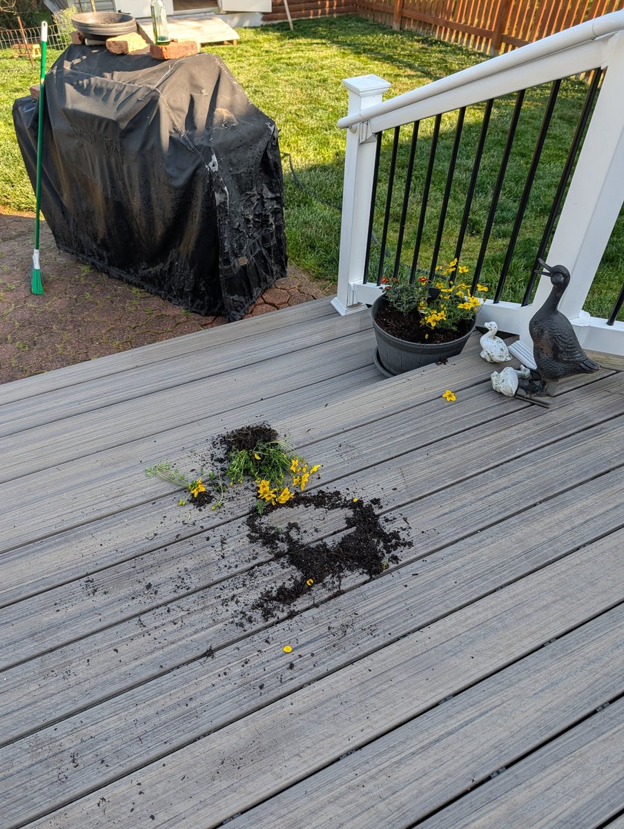 tmcookies's tweet photo. @CanadianPenny1 My puppy Opus helped me plant my flowers 🤦‍♀️ https://t.co/44wicZew9J