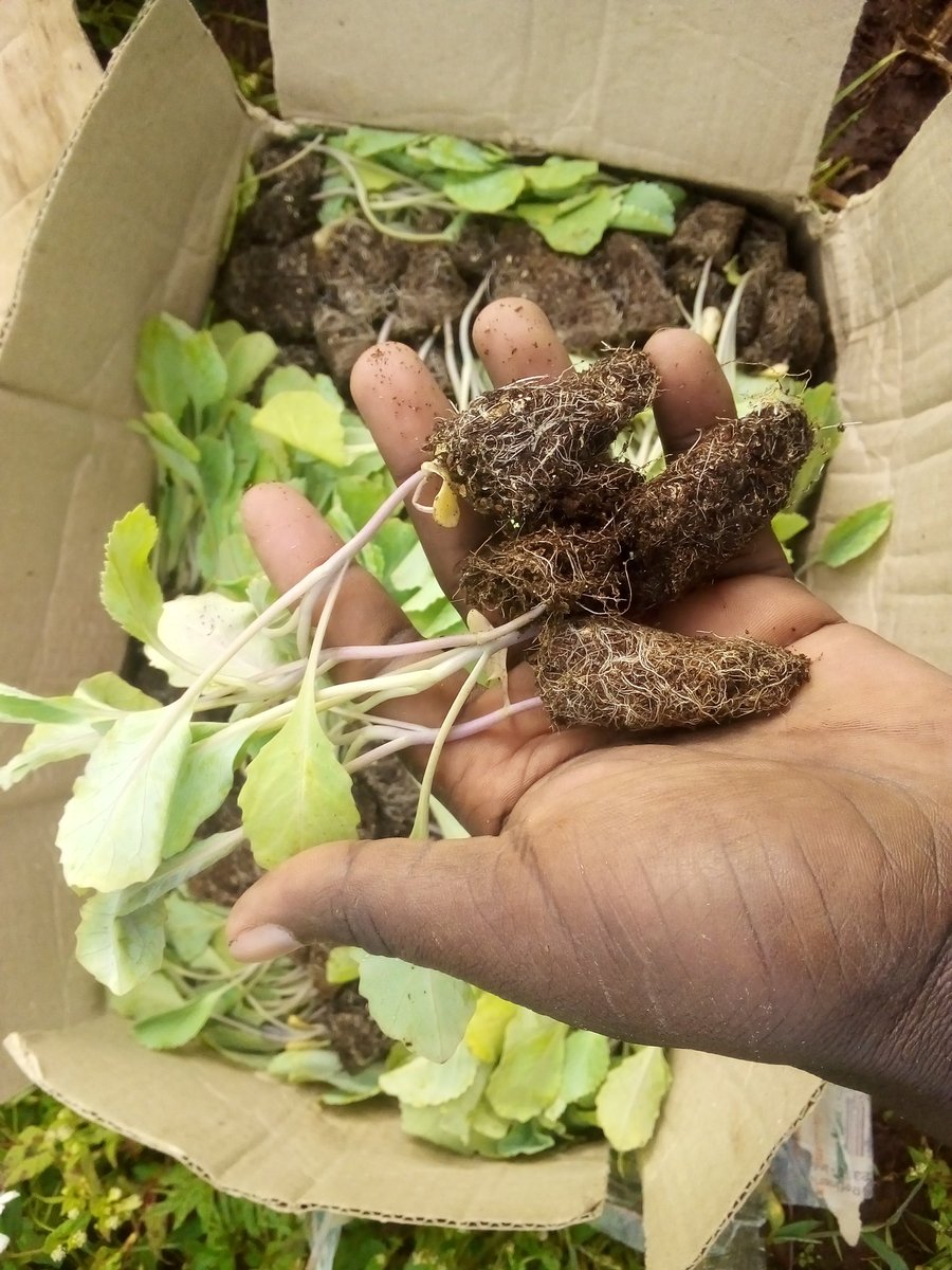 FarmOption's tweet photo. Healthy and Productive crops starts from healthy seedlings. #Farm254 #agriculture #smartfarming https://t.co/PHFNJpEB24