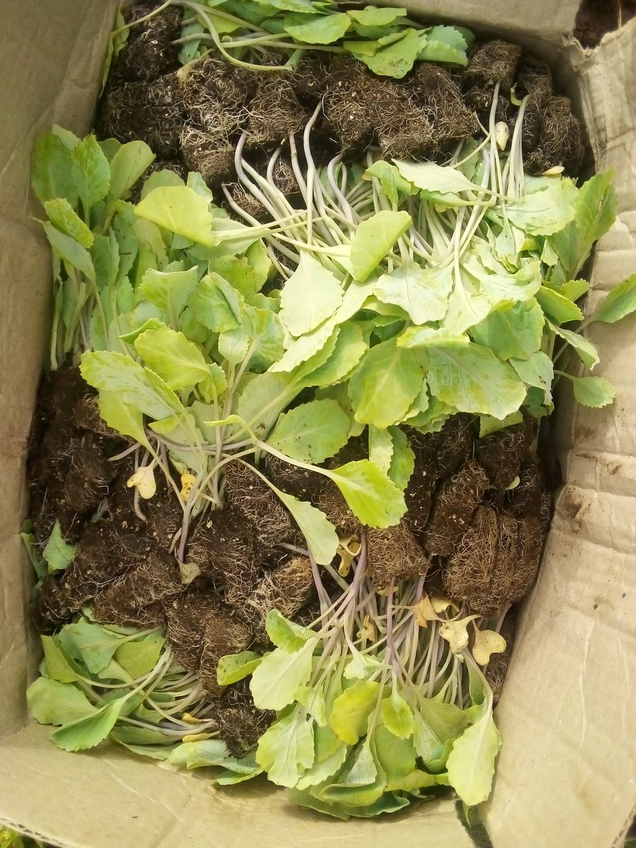 FarmOption's tweet photo. Healthy and Productive crops starts from healthy seedlings. #Farm254 #agriculture #smartfarming https://t.co/PHFNJpEB24