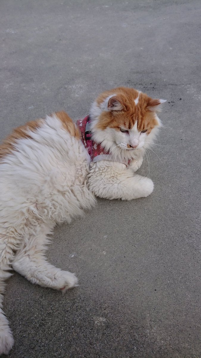 Nora_93k's tweet photo. #迷子猫
#迷い猫
実家の猫が失踪しました。もしもお見かけの方はリプDM頂けたら幸いです。

場所:栃木県宇都宮市御幸ヶ原町
時間:およそ5/30昼頃

名前:カレン
性別:オス(去勢済み)
年齢:15歳以上
外見
・茶白毛
・キバ無し
・6kg弱
・長毛種だけど首から上と尻尾先端以外の毛を最近カット済み https://t.co/D5yglWZ7YB