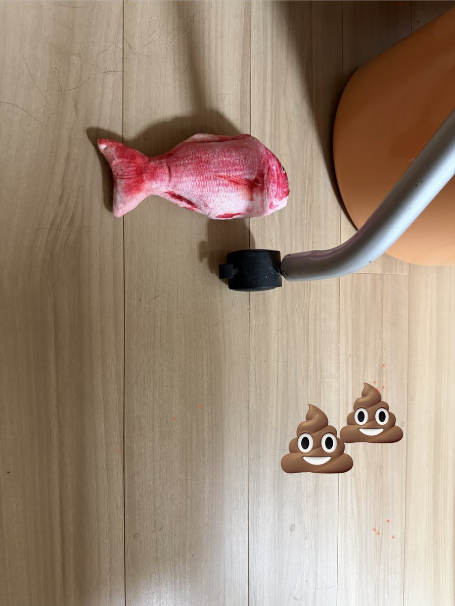 AEKA0220's tweet photo. ゲンちゃん😸、いつもはちゃんと🚽で💩するんだけど
私が外出すると、嫌がらせなのか、トイレの外で💩する。

そんな日々が長く続いていたのだけれど💦

最近、それに加えて、お詫びに（？）隣に、鯛🐟を置いてくれるようになった😂。
（今日で2回目。）

ありがとう😅。

#猫 #cat #猫のいるくらし https://t.co/wOakFkWlyr
