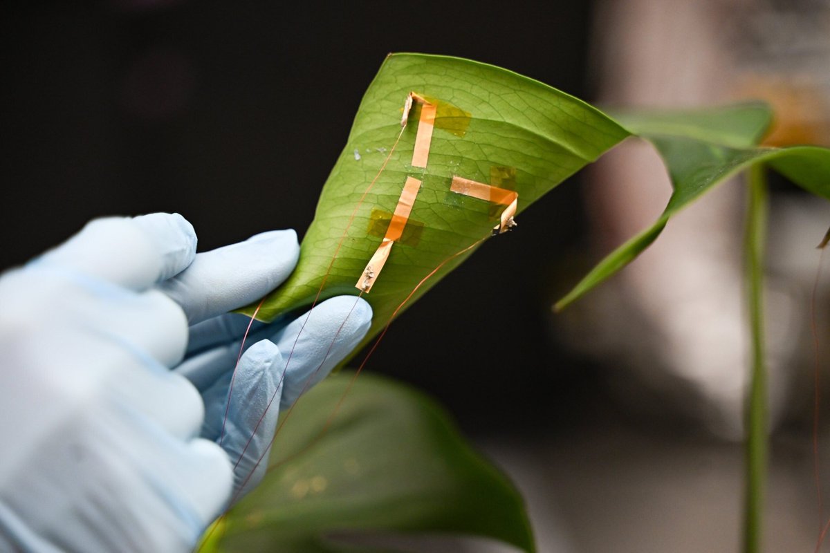 ReadRevMag's tweet photo. This group developed a plant tattoo to measure hydration levels in leaves, leading to many potential applications. https://t.co/H3lWkY2URI https://t.co/MZKfGs1rXt