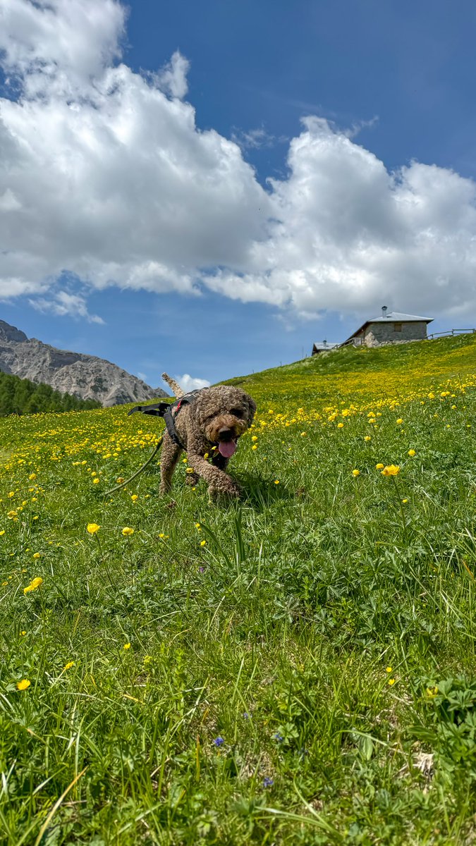 lovedinthefall's tweet photo. Un Argo selvatico in un prato fiorito 🌼 https://t.co/jn13BUmzik