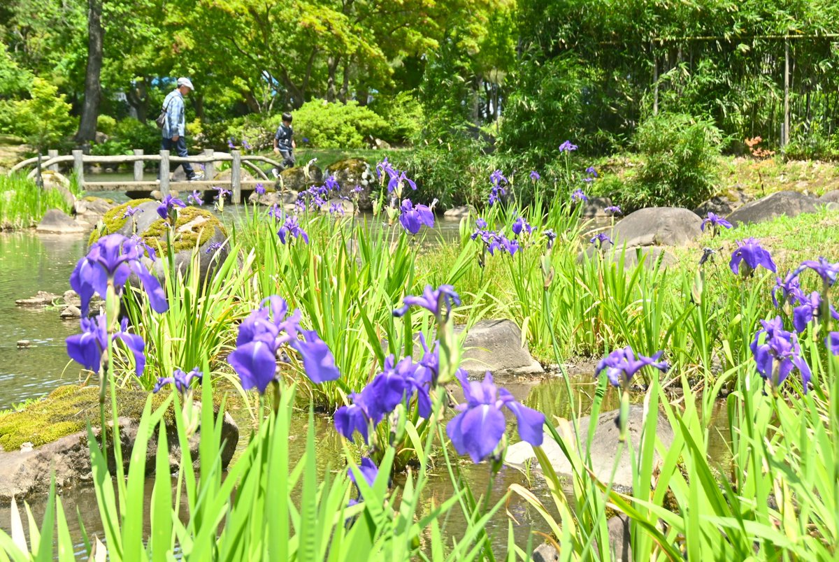 harigane_yuriko's tweet photo. 東北三大地主に数えられた池田家の庭園、週末は天気に恵まれ散策がはかどりました🌼

天皇陛下が皇太子だった１４年前の６月１日に庭園を視察されたことを記念し、明日は無料で入場できるそうです

花々咲き誇る大仙・旧池田氏庭園でフェスタ １日まで｜秋田魁新報電子版https://t.co/xiZkfLRyCI https://t.co/TaXSM44nqI