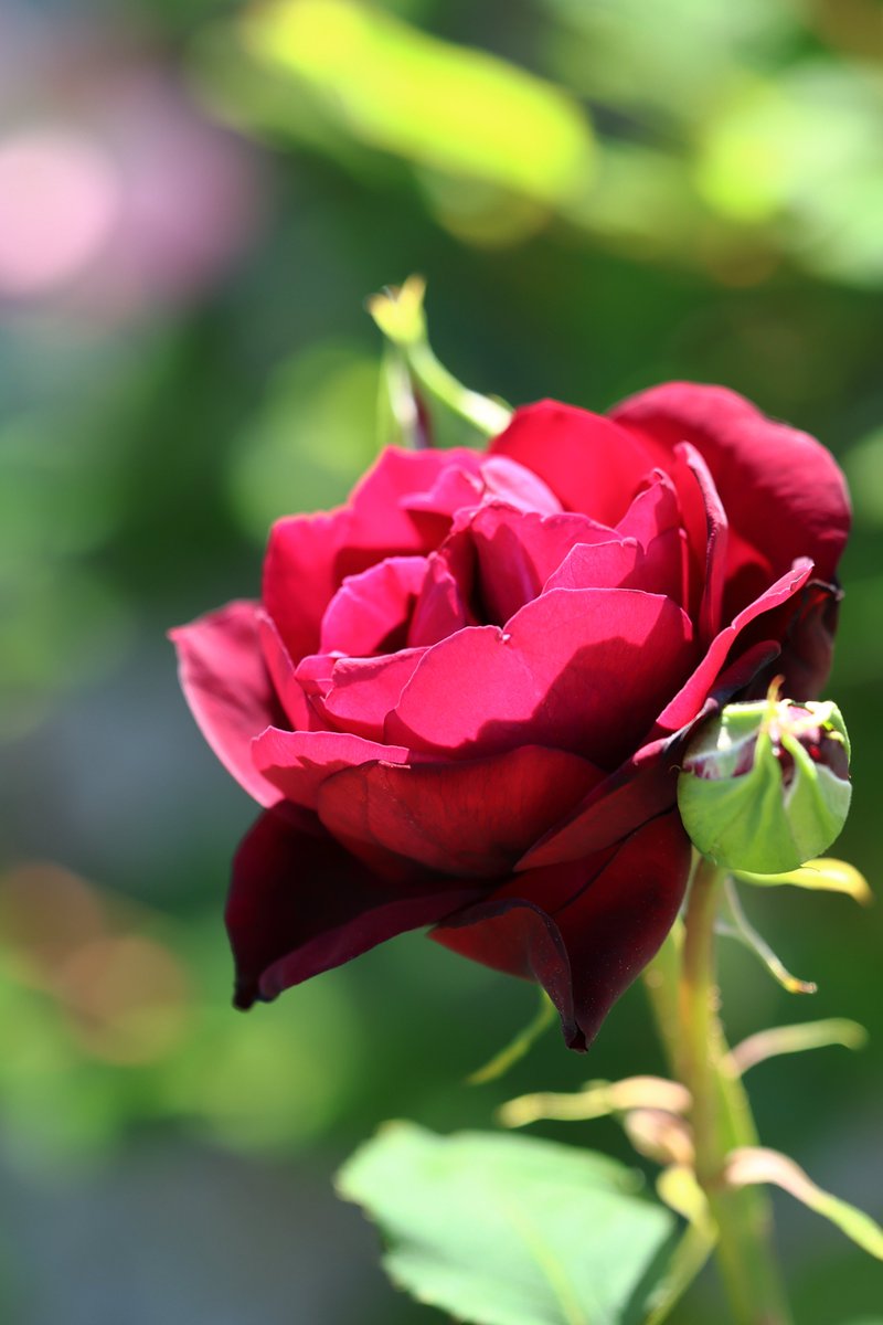 talphonse123's tweet photo. ( 一一)つ花
＃Canon ＃R6mark3　＃植物園　＃写真 https://t.co/THRsKsL4nG