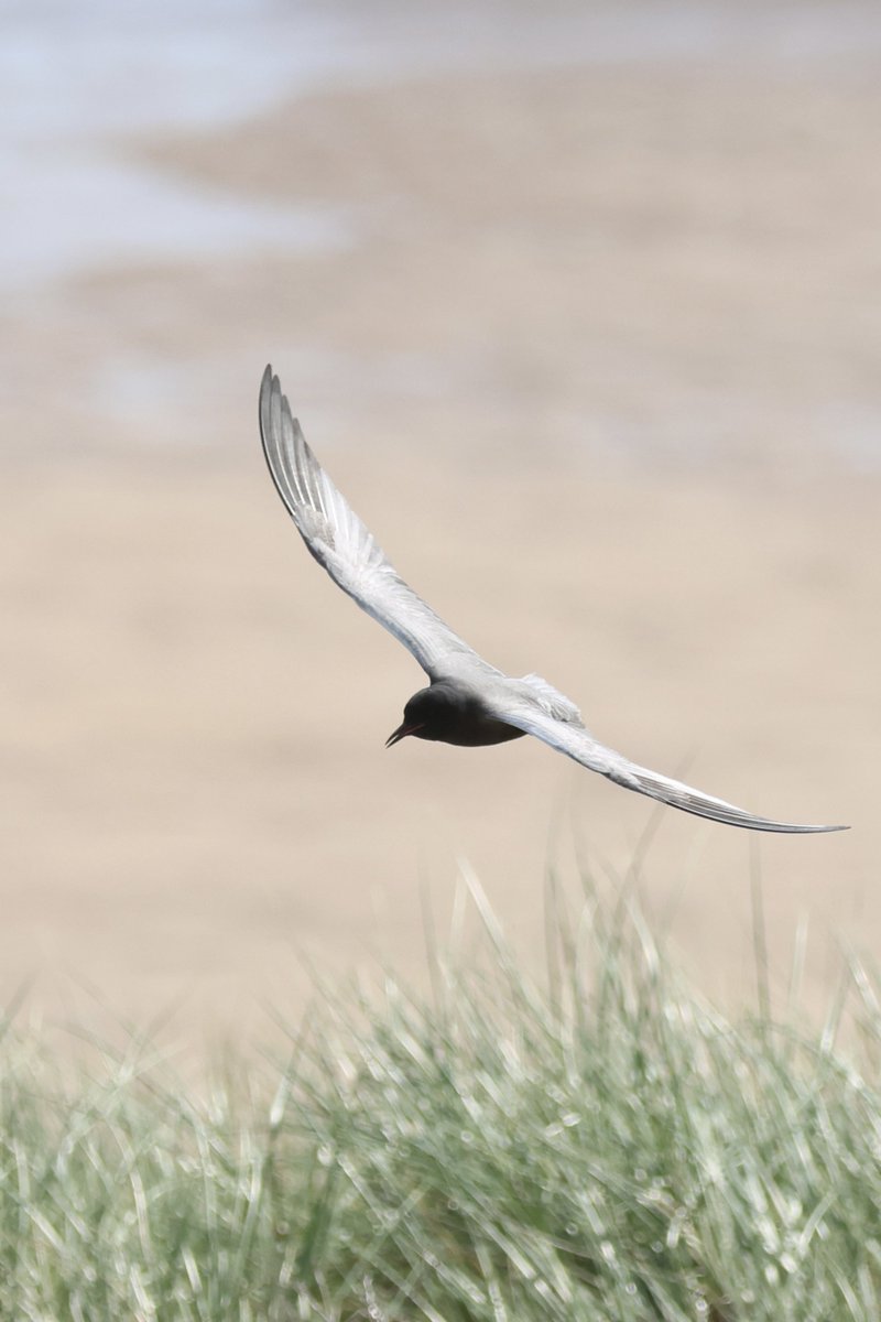 LittleBustards's tweet photo. A few of the American Black Tern from Long Nanny, Northumberland, this morning. 

@Teesbirds1
@teeswildlife
@nybirdnews
@rspbengland
@natures_voice
#birdphotography #wildlifephotography #naturephotography https://t.co/ROVNiczIMF