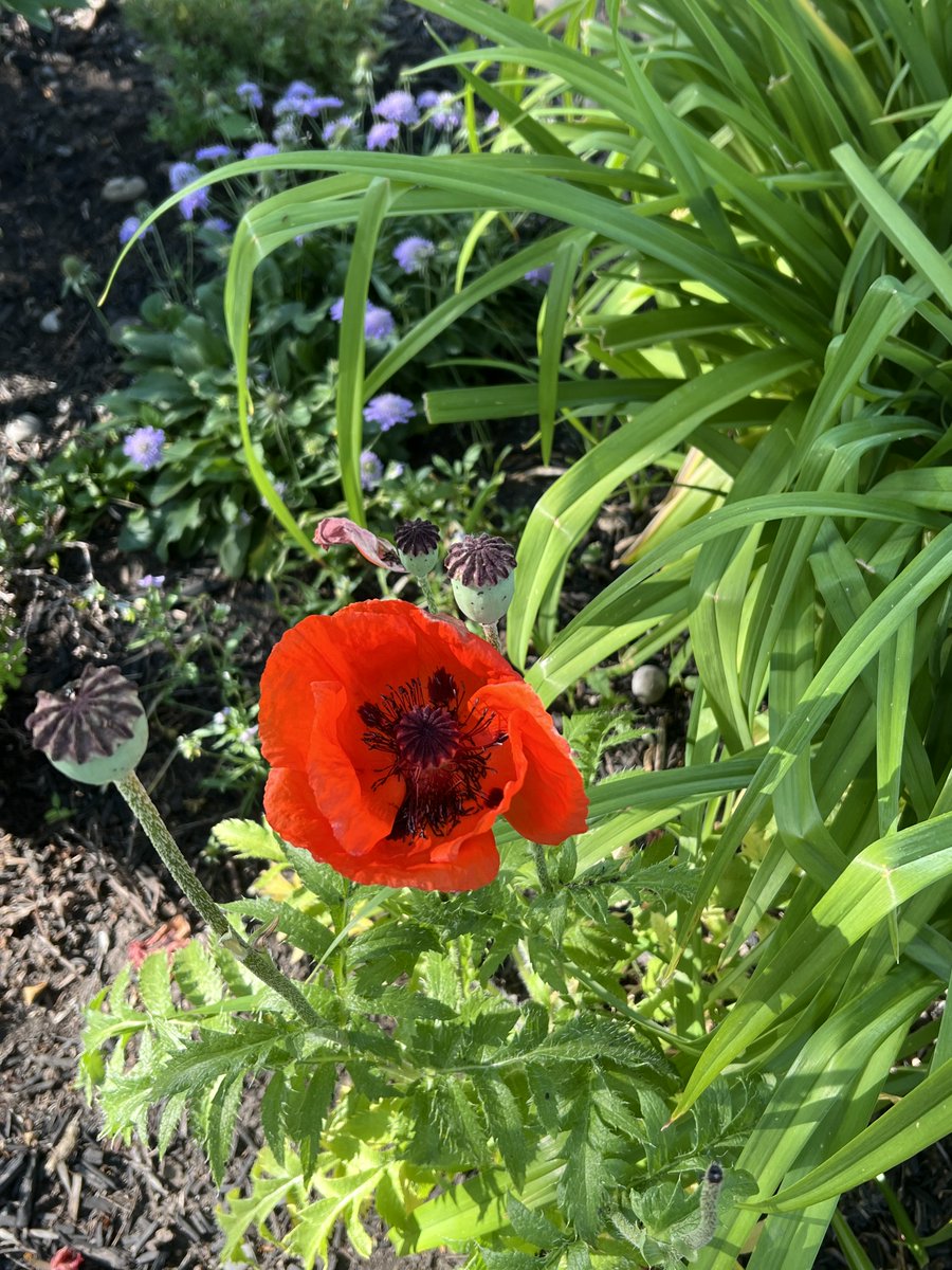 KassDays's tweet photo. 🌸 Just stopping by to say hello with a splash of summer color! These bright orange lilies and bold red poppies are reminding us that even the smallest things can brighten someone’s day. Hope this finds you smiling! ☀️ https://t.co/sxhdjS1kBR