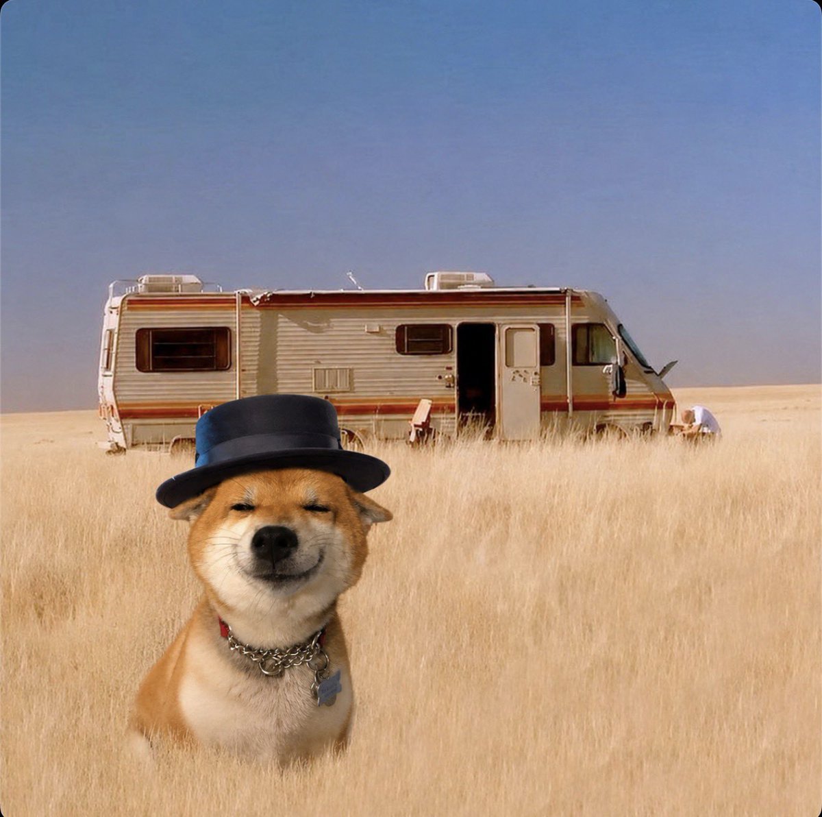 smiling dog tweet media