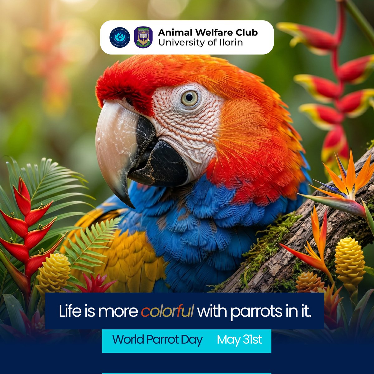 AWC_Unilorin's tweet photo. Did you know parrots are some of the most intelligent birds on the planet? 🧠🦜

This World Parrot Day, we are reminded that protecting wildlife is a core pillar of the "One Welfare" mandate. https://t.co/aDi1Xuopqz