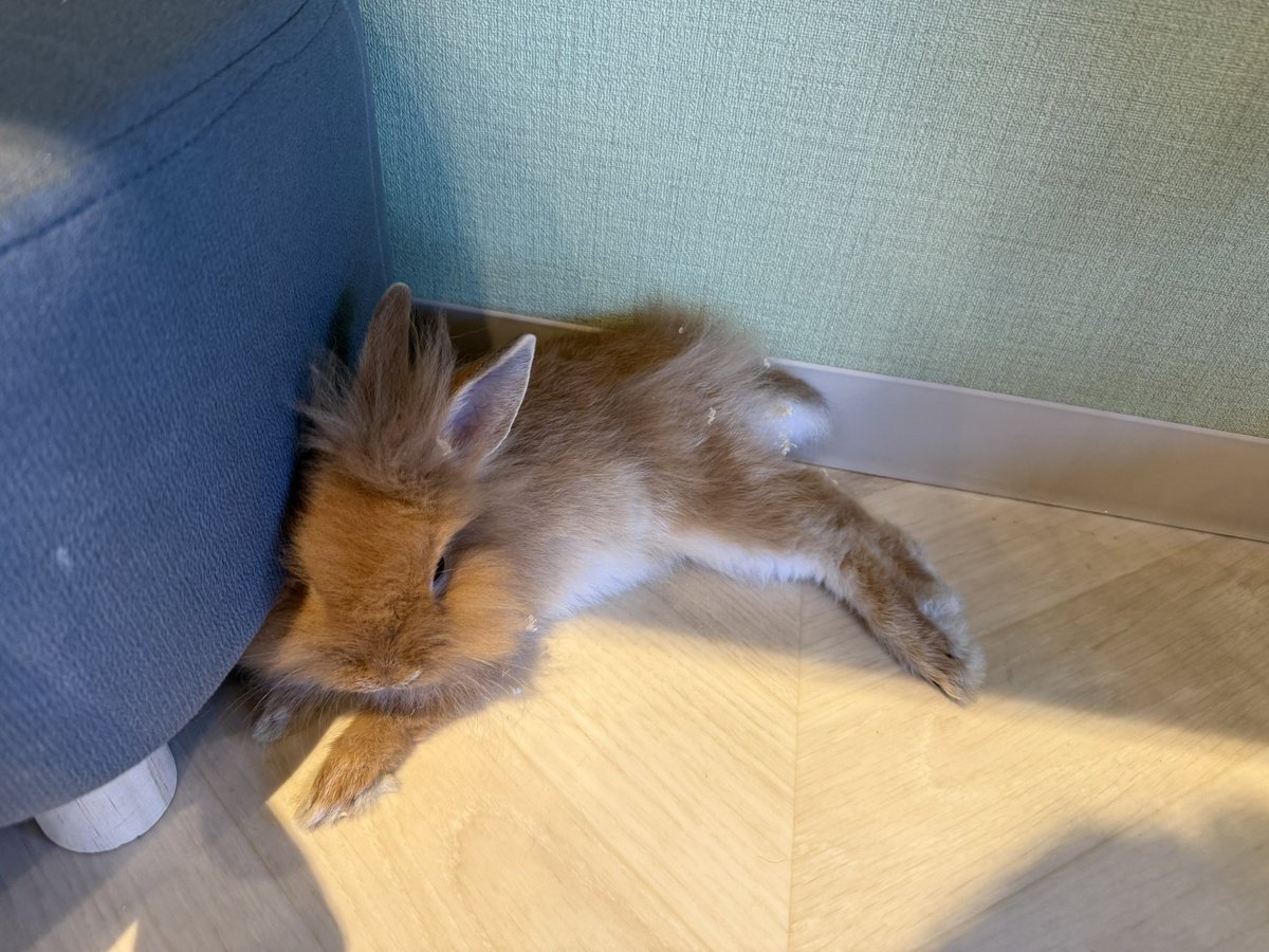 gnmaaaa_uk's tweet photo. 高崎に新しくできたアニマルガーデンコネクトというお店に行ってきました！！

チンチラやうさぎが可愛かったです！！ https://t.co/rbgFn2Q47i