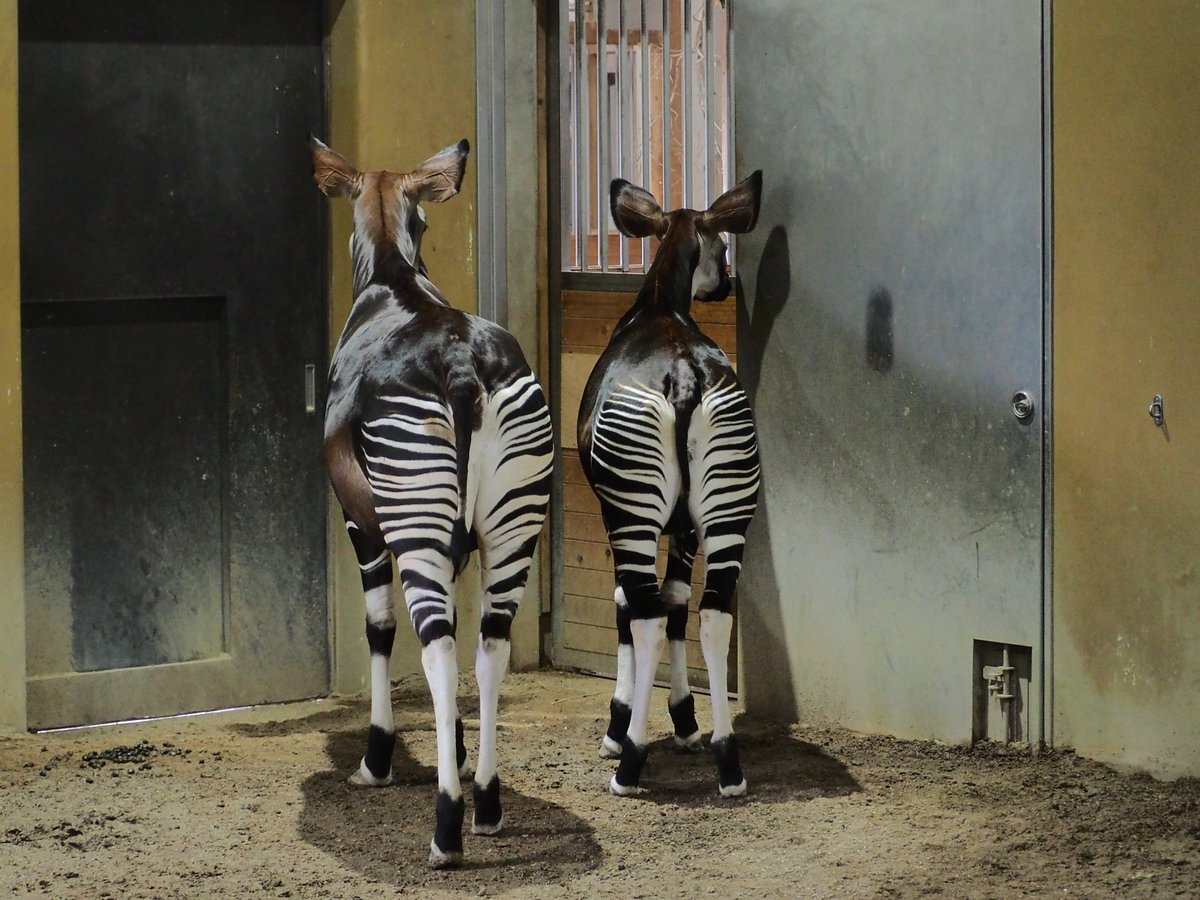 usataro4's tweet photo. 後ろ姿も似てきたね
📷️2026.5.29
#ズーラシア #ZOORASIA
#よこはま動物園
#オカピ #okapi
#ララ
#フラハ https://t.co/1wRjtbMylq