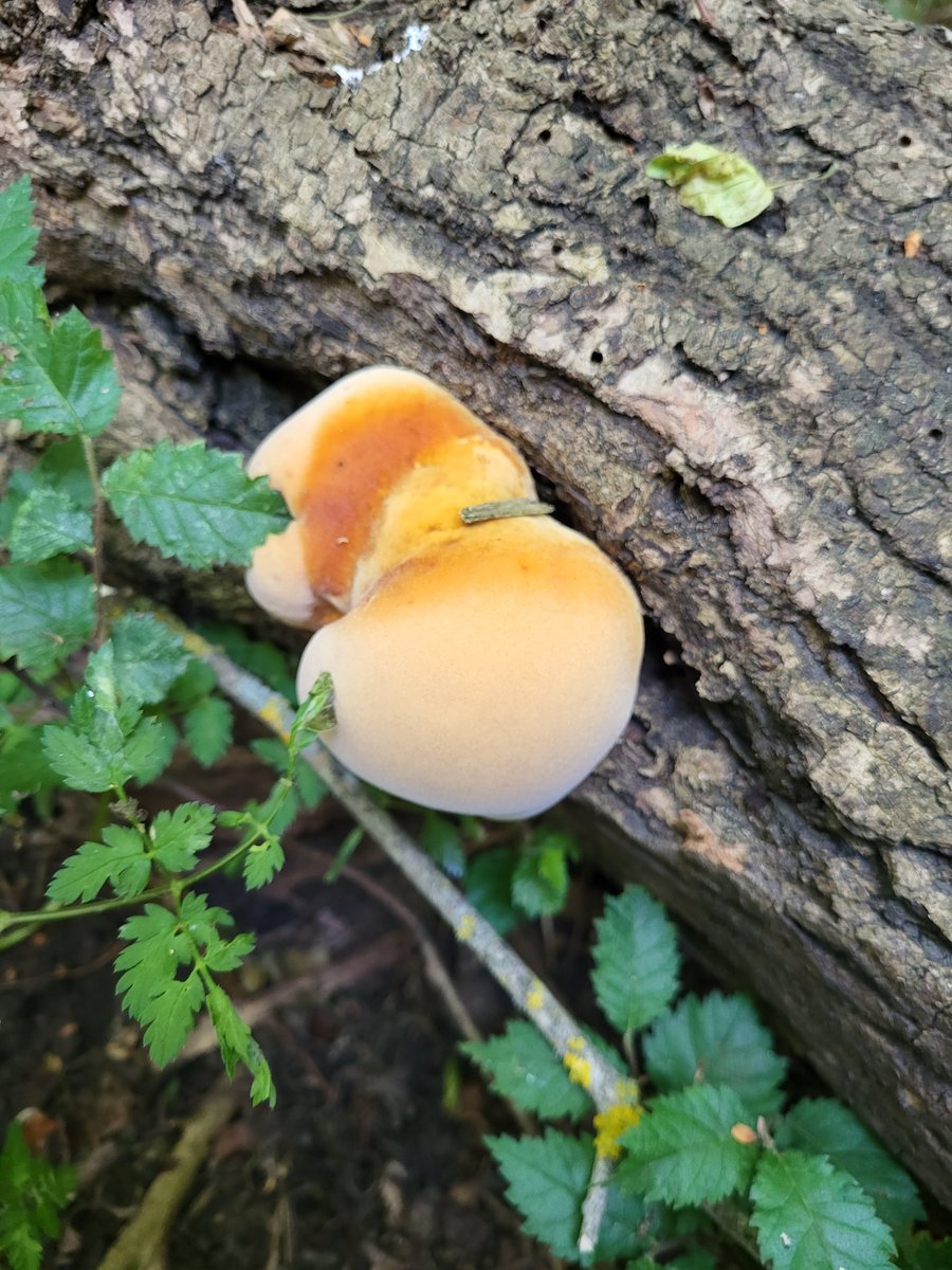 DonnaWhitbread's tweet photo. I went for a walk in nature while sadly having to do the usual litter picking and I came across this lovely fungi.  Not sure what species it is? Photos showing the beauty of nature and the ugly side of humanity! #SpringWatchUK https://t.co/6sONlM3miI