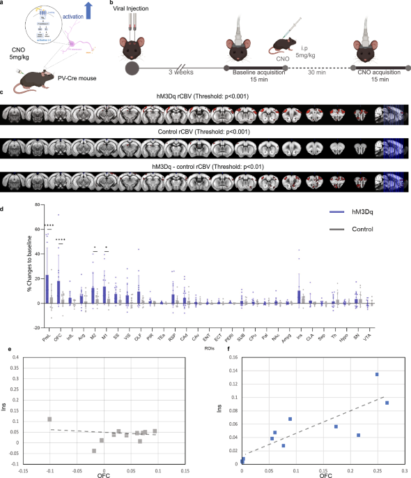 CommsBio's tweet photo. Orbitofrontal PV interneurons modulate social interaction via default mode network dynamics: Communications Biology, Published online: 24 April 2026; doi:10.1038/s42003-026-10060-yChemogenetic activation of orbitofrontal PV interneurons disrupts default… https://t.co/VVl7KKuwl4 https://t.co/024h2kDtqj