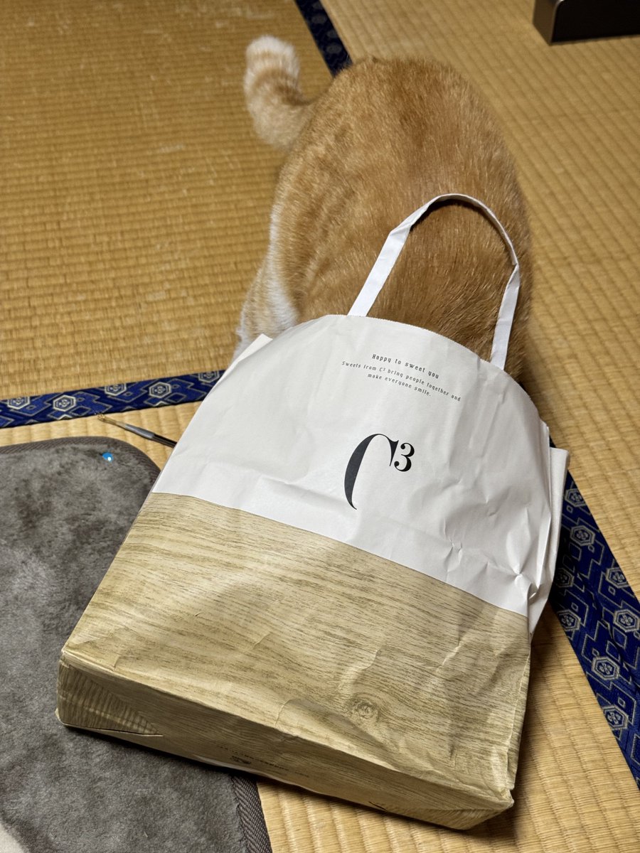 botia_botis's tweet photo. 帰宅後すぐ物色されてる🐈 https://t.co/aSgn7jIiUP