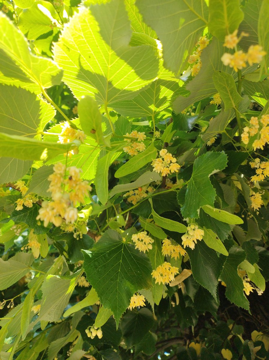 DestroRo's tweet photo. Il tiglio è fiorito
#LeApiLomelline
#Bees
#Apicoltura
#Miele
#Fioriture https://t.co/e8Lko2jcFK