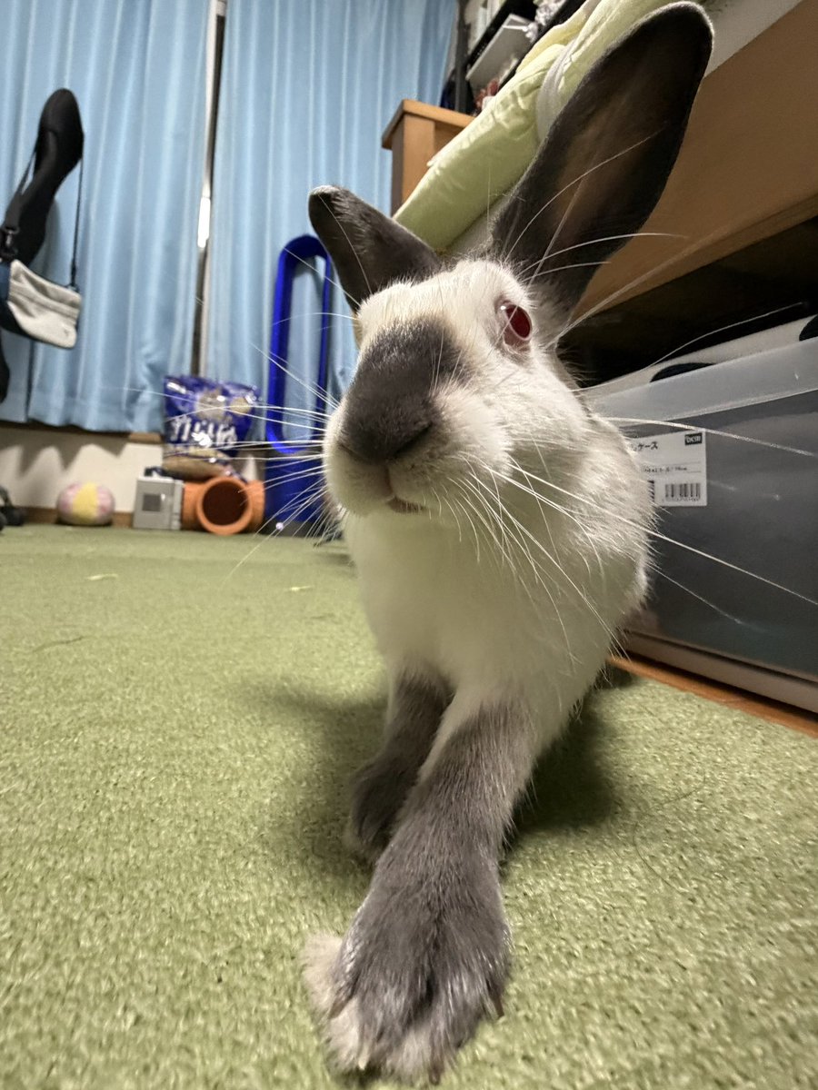れいしょ tweet media