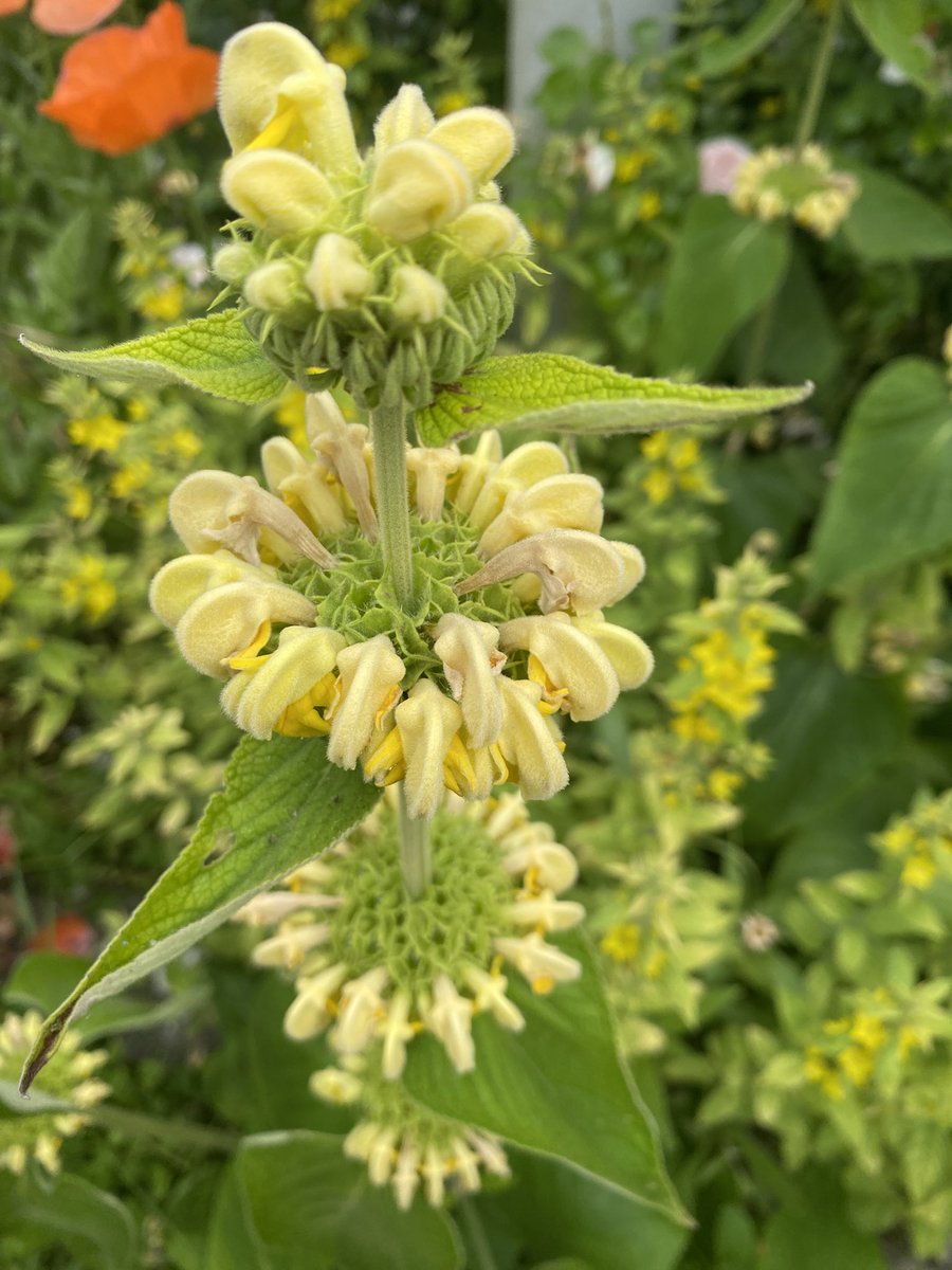 G27Marco's tweet photo. Beautés du #jardin #fleurs #eremurus #sauge #yucca https://t.co/tI85h24Xci