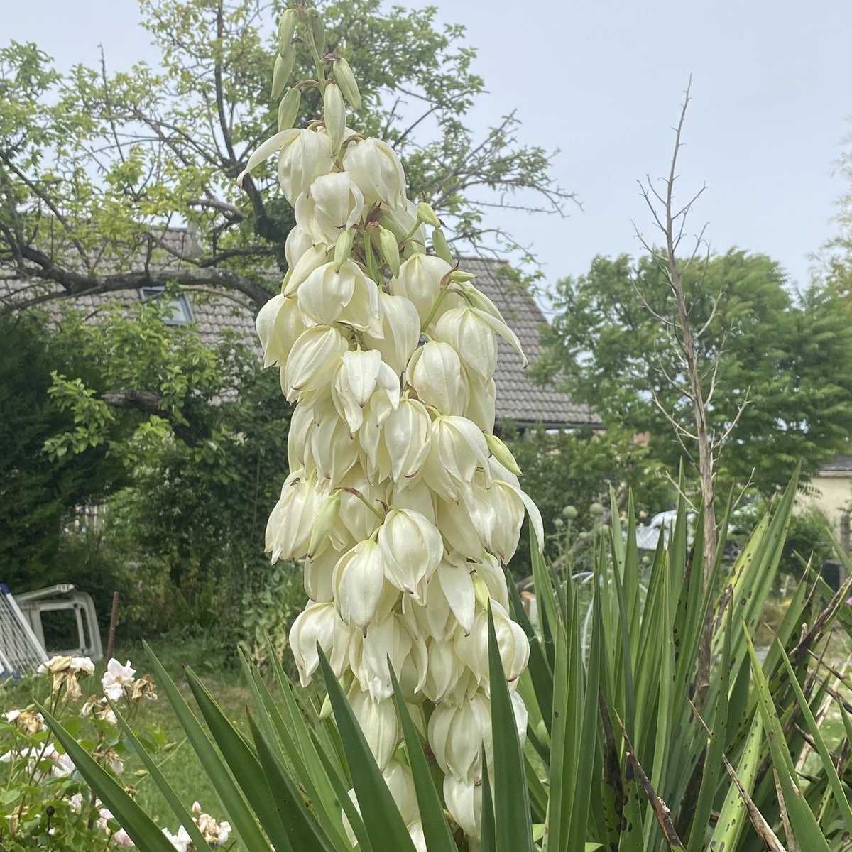 G27Marco's tweet photo. Beautés du #jardin #fleurs #eremurus #sauge #yucca https://t.co/tI85h24Xci