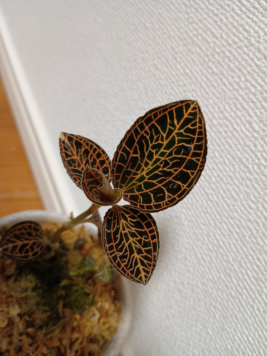samemekun's tweet photo. アネクトキルス アルボリネアータスって言うらしい見つけた瞬間運命感じて即買いした https://t.co/y1cd5odS5a