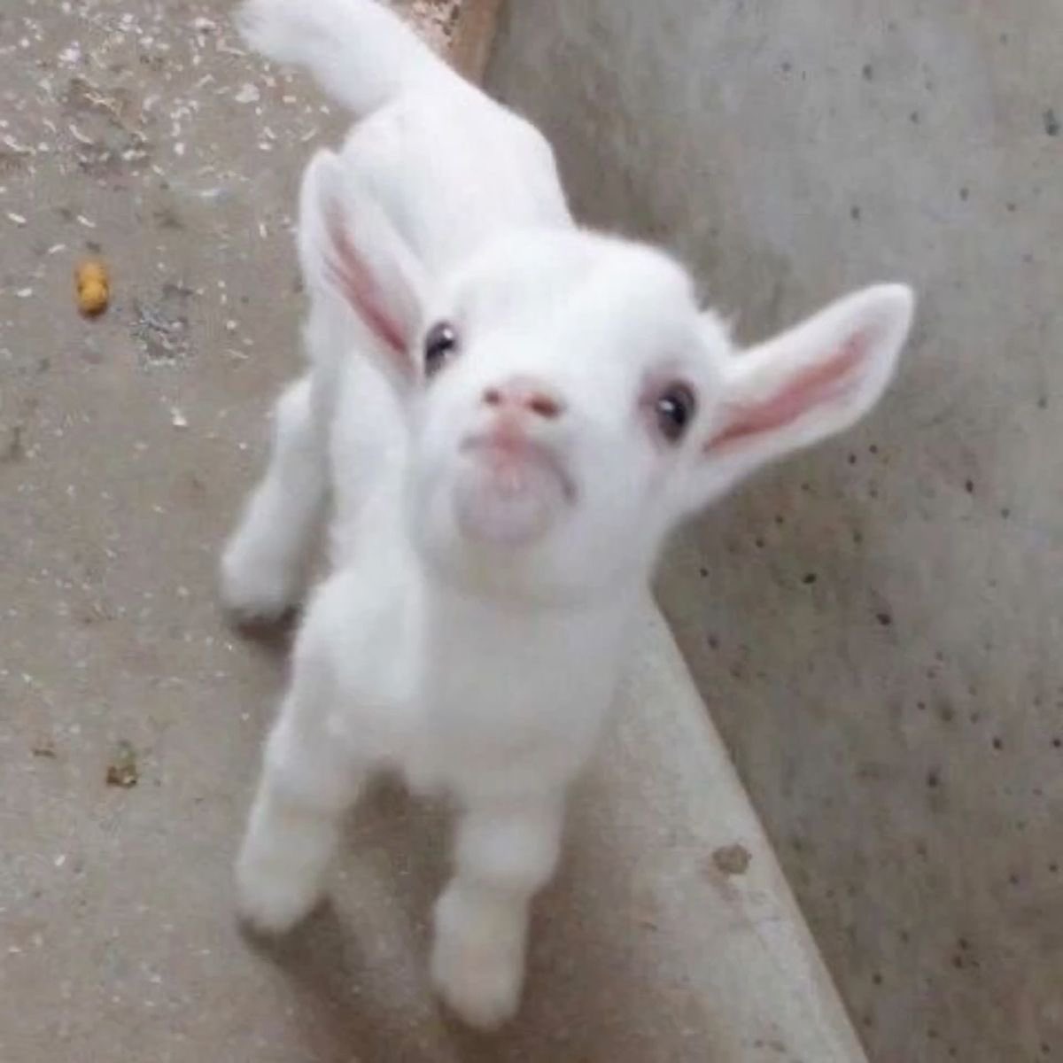 small__cute_'s tweet photo. 아기양 너무귀여워서 울거임.... https://t.co/l2LMO3F3np