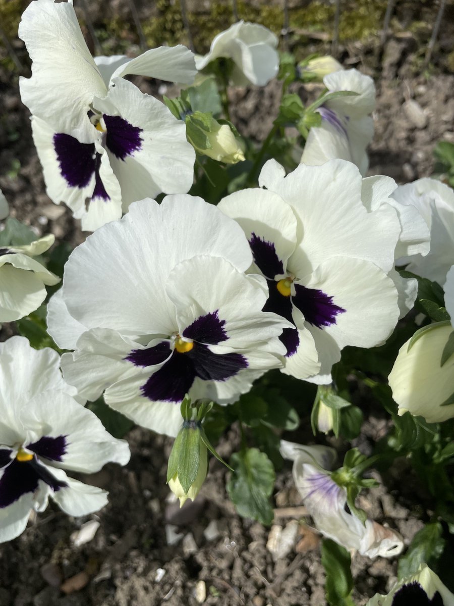 Andy6hutch's tweet photo. Planted these Winter Pansies in November… It’s now the last day of May &amp; they’re still putting on a show here in the #HutchGarden….. As a Yorkshireman that’s what you call value for money 😂….. Have a blinder all…. 🌿🤍 #Flowers #Gardening https://t.co/7oQafaVr3Z