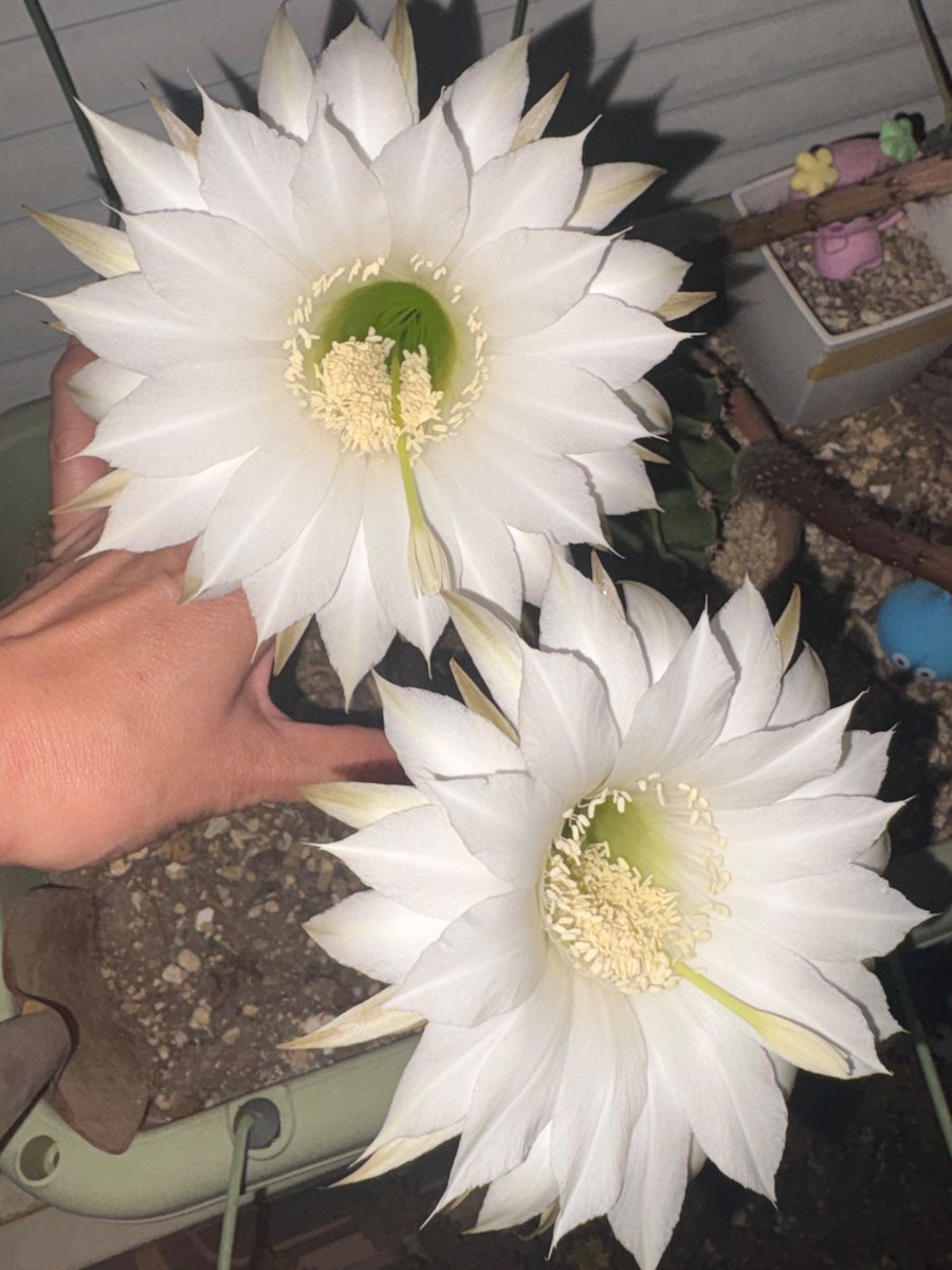 chintamama's tweet photo. 私の誕生花はサボテン🌵
そしてうちの短毛丸ちゃんたちが、めちゃくちゃ綺麗な花を咲かせてくれました🌵✨

頑張れって言われてる気がして泣けてきました。
ありがとう、頑張るよ！

今日はポルノグラフィティの
「サボテン」🌵笑
聞きまーす♪ https://t.co/Ch1258K3DM