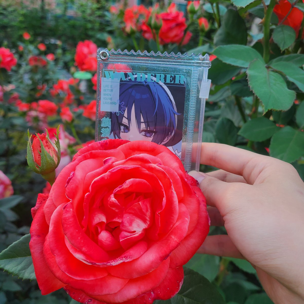 HMu_PL's tweet photo. 🌹 https://t.co/lyrGKLsfIZ