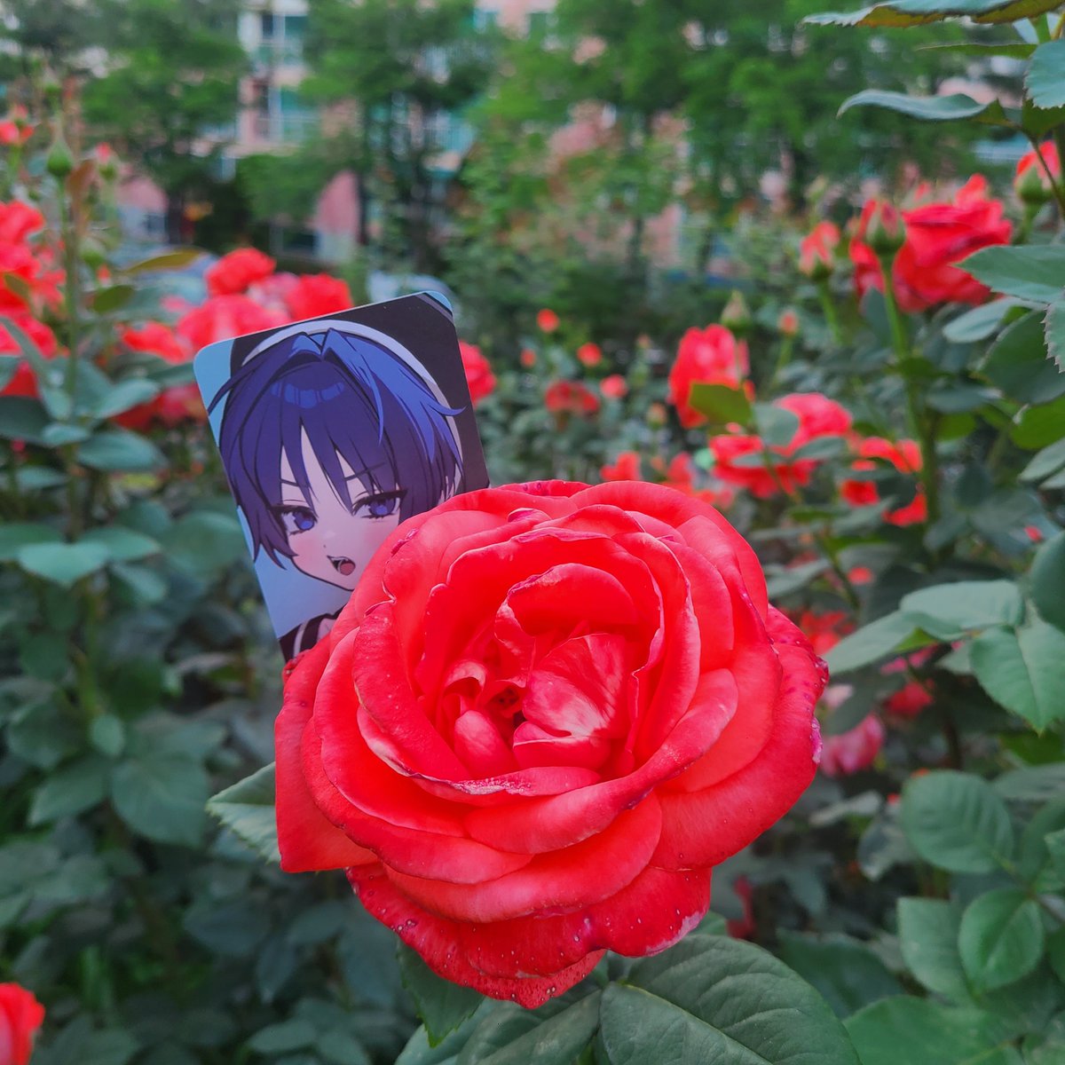 HMu_PL's tweet photo. 🌹 https://t.co/lyrGKLsfIZ
