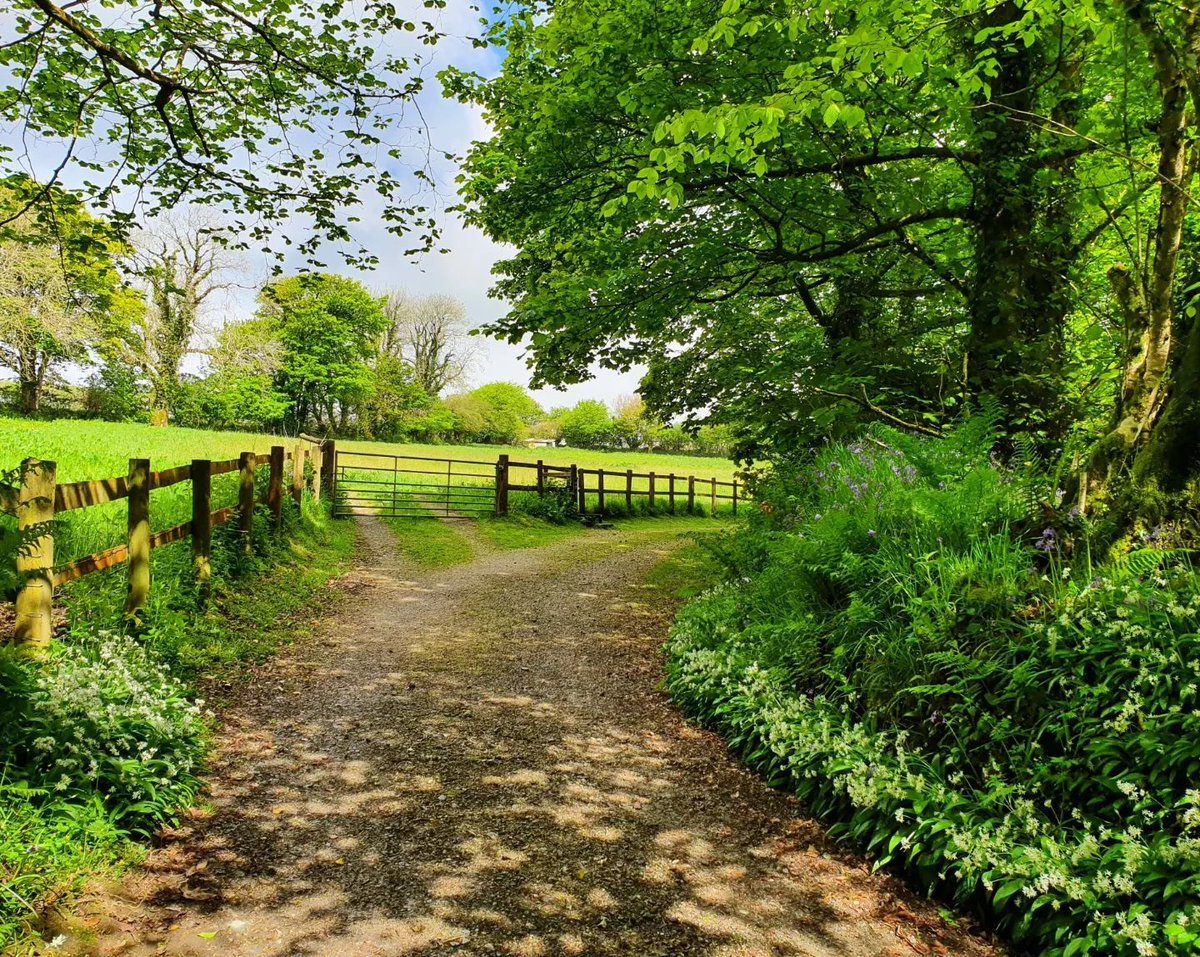 FenteroonHols's tweet photo. @DailyPicTheme2 The #farm lane to our Cornish holiday cottages https://t.co/BPjqncfBV8