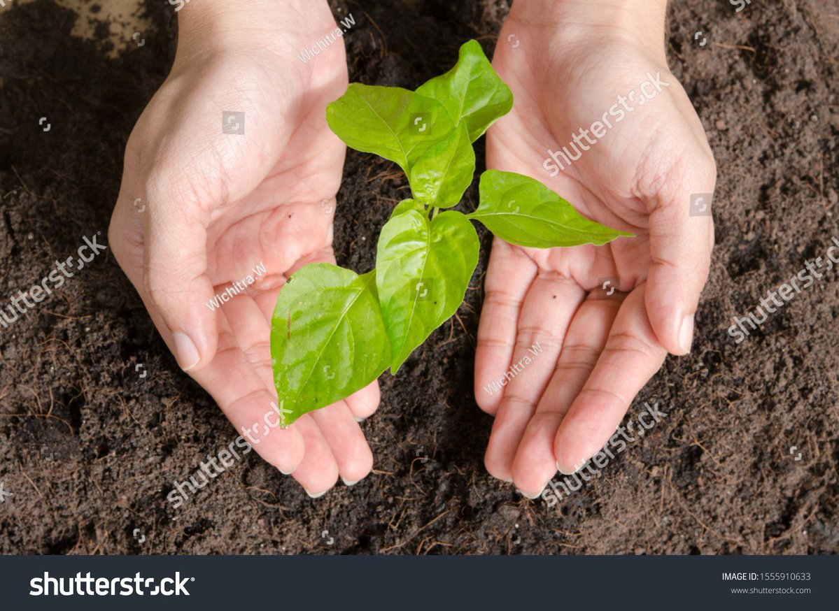 aledanda's tweet photo. Just tried the new organic spinach from my local farm! Tastes fresh, vibrant, and way less bitter than supermarket ones—perfect for morning smoothies or salads. 10/10 would buy again! https://t.co/CYKHgSizay