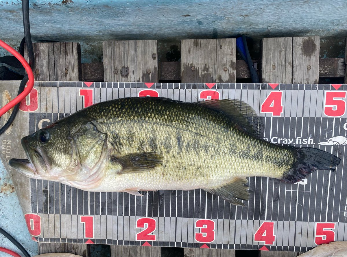 _004p's tweet photo. 5/31の津久井湖！朝TOPで流すもチェイスと甘噛みバイト...レンジを下げると51.45.40〜豆複数！久しぶりの2キロオーバー！写真撮ってくれた方ありがとうございました！ https://t.co/vUs2NPu6uR