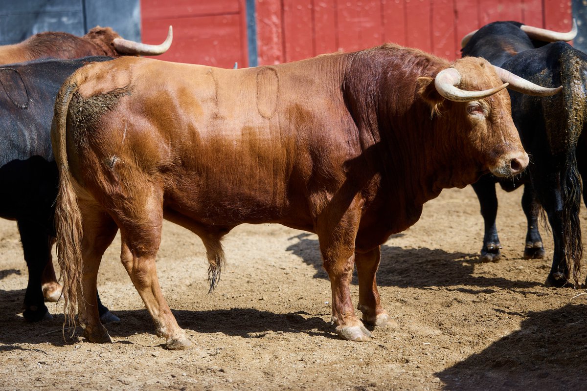 LancesMaestranz's tweet photo. 🎰 SORTEO | Lote de hoy para LÓPEZ PEREGRINO

1️⃣  Nº 50. RENACUAJO. Negro mulato. 468 kg. 02/23 y 4️⃣ Nº 10. COBRADOR. Colorao. 504 kg. 12/22

🐂 Guadaíra https://t.co/nykMt4IXRl