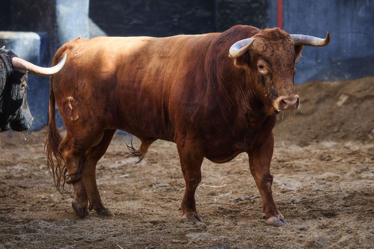 LancesMaestranz's tweet photo. 🎰 SORTEO | Lote de hoy para RUIZ DE VELASCO

3️⃣  Nº 20. PRENDA. Negro mulato. 448 kg. 02/23 y 6️⃣  Nº 34. CAPRICHOSO. Colorao bragao. 519 kg. 12/22

🐂 Guadaíra https://t.co/hCACGtgUnc
