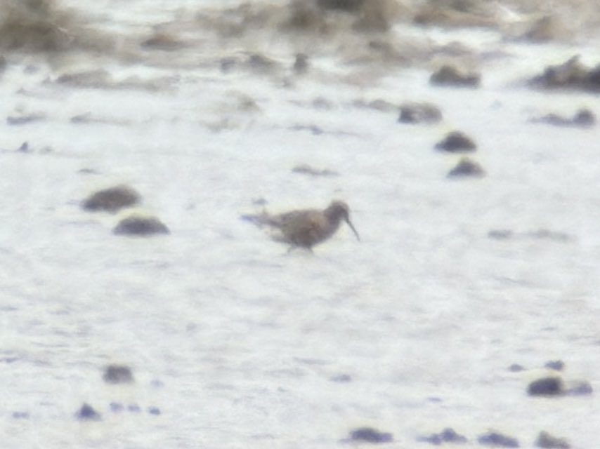DarbyBug's tweet photo. One of 3 Curlew Sand (2 breeding, 1 non-breeding plumage) in c100 mixed Ringed Plover and Dunlin at Banks Marsh. Earlier at Marshside - ad Spoonbill and a few spikes of Bee Orchid https://t.co/ci6RC1HkFs