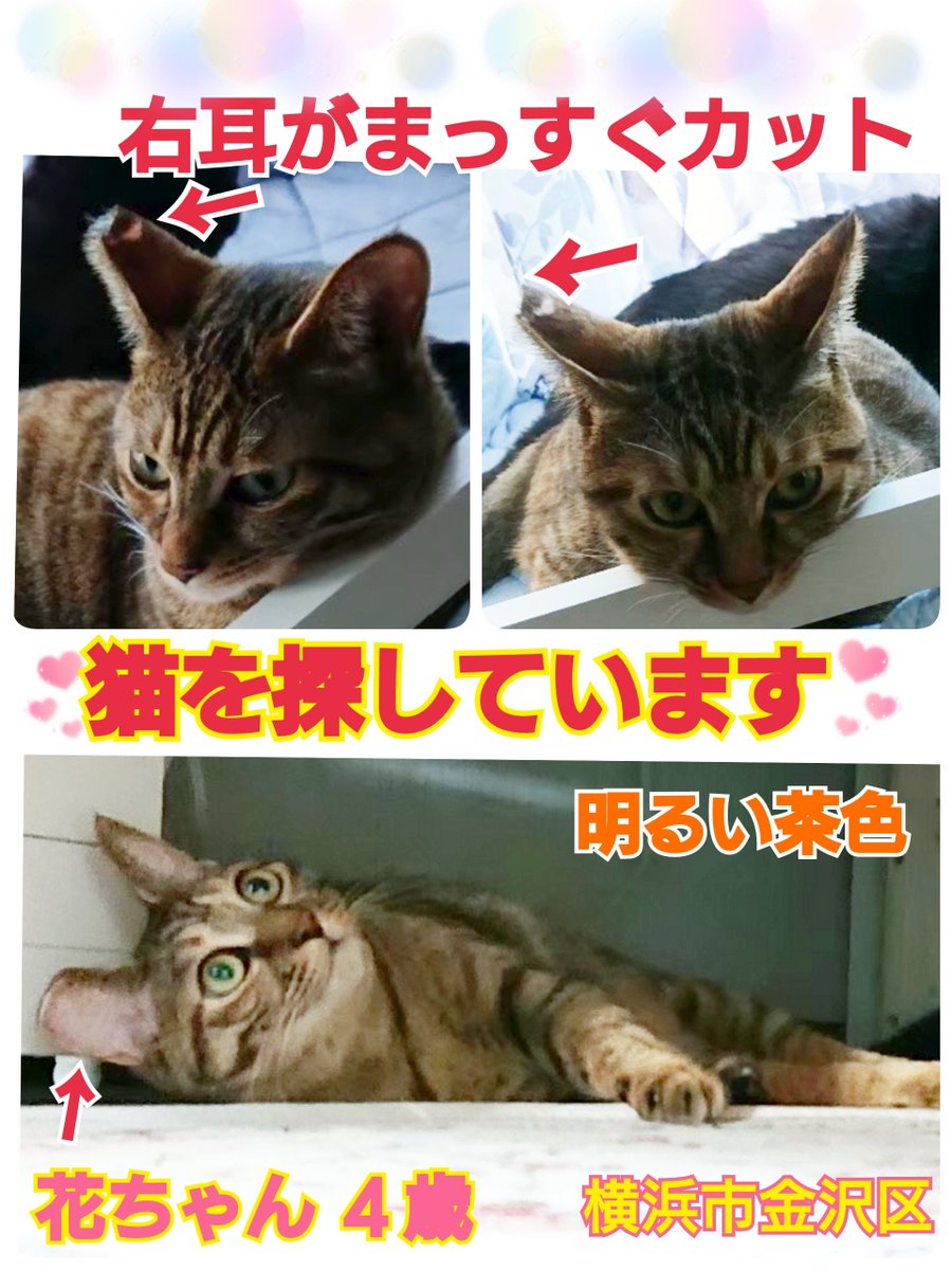 リポストお願いします