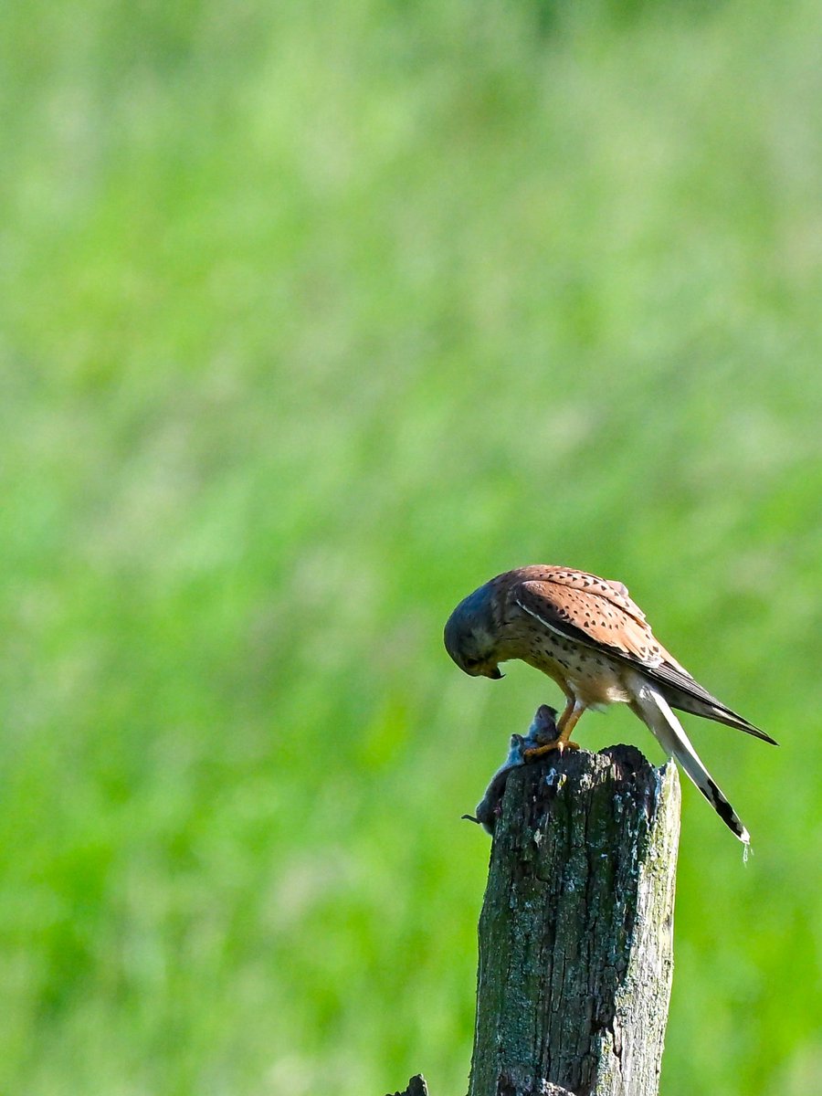 NikonNaturePix's tweet photo. Hunting and feeding #Kestrel pics from todayβs visit to @RSPBAireValley #StAidans. Photos taken using #Nikon #Z50ii #Z52 & 180-600 lens.
@UKNikon
@birdguides
@rspbengland
@natures_voice
@nybirdnews
#birdphotography #wildlifephotography #naturephotography https://t.co/uuxLwLtneP