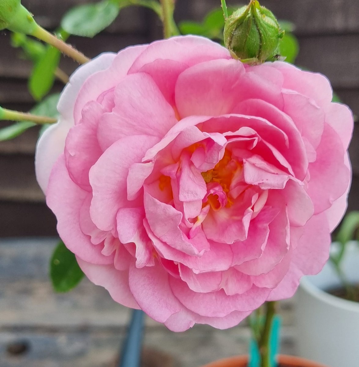 ShedPlant's tweet photo. I grew this climber from a cutting. I have to say, I'm delighted with it.
I think I'll plant it by the office. https://t.co/zFFHwsC3xf