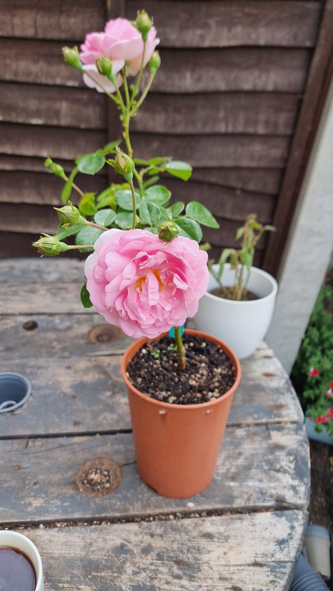 ShedPlant's tweet photo. I grew this climber from a cutting. I have to say, I'm delighted with it.
I think I'll plant it by the office. https://t.co/zFFHwsC3xf
